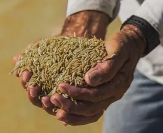 Governo define preço final do quilo de arroz para consumidor; confira