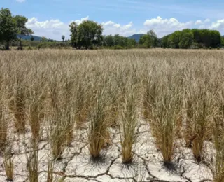Governo reconhece situação de emergência pela seca em cidades da Bahia