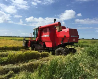 Justiça suspende leilão para compra de arroz importado