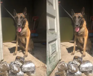 K-9 da PM localiza 7 tabletes de maconha em área de vegetação