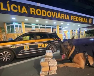 K-9 localiza maconha escondida em pacotes de arroz na Bahia; veja