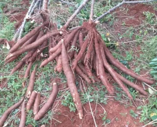 Linhas de pesquisa ajudam a elevar a produtividade do agronegócio