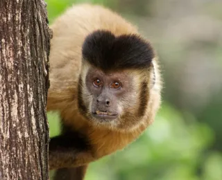 Macaco-Prego é resgatado pela PF em residência de Camaçari