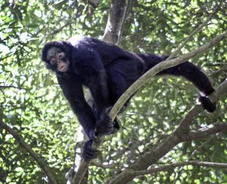 Macacos caem mortos das árvores devido a onda de calor