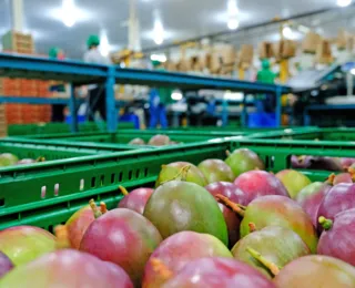 Made in Bahia: Estado é o segundo do País que mais exporta frutas