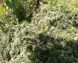 Mais de 31 mil pés de maconha são incinerados pela PM em Curaçá