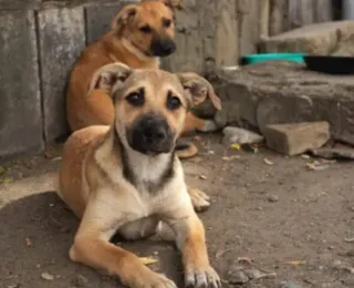 Milhares de pessoas protestam contra plano de abate de cães de rua