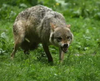 Mulher é atacada por lobos em zoológico na França
