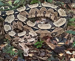 Nova lar: 40 animais silvestres são soltos em reserva na Bahia