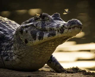 Pantanal em desespero