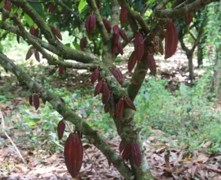 Planetário da Ufba terá sessão sobre produtores de cacau da Bahia