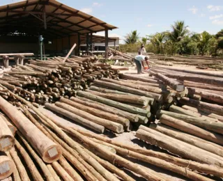 Plano Bahia Florestal articula ações para aumentar área cultivada - Imagem