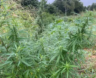 Plantação de mais de 8 mil pés de maconha é encontrada na Bahia