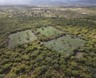 Não sobrou nem 40g: Polícia Federal erradica 61 mil pés de maconha