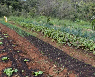 Políticas públicas para expansão da agrofloresta na Bahia geram debate