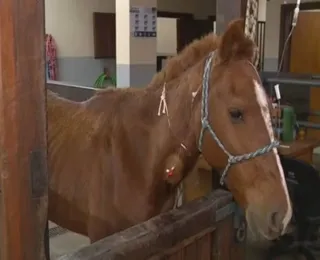 Propriedade de cavalo resgatado no RS é reivindicada 11 pessoas