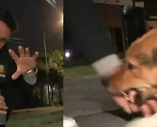 Repórter acaricia 'cachorro assassino' e é mordido ao vivo; vídeo