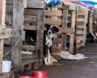 Rio Grande do Sul lança plano de ajuda a animais