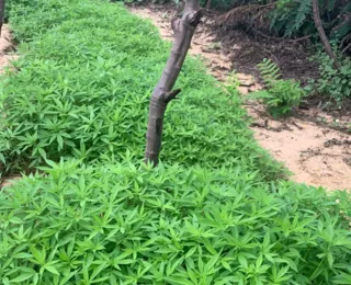 STF: Saiba a diferença entre as plantas macho e fêmea da maconha