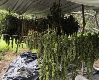 Saiba quantos cigarros de maconha podem ser feitos com 40 gramas