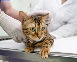 Salvador terá vacinação gratuita para pets; saiba mais