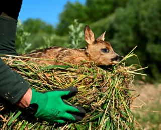 'Salve o Bambi': Bélgica faz campanha para resgatar cervos filhotes