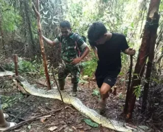 Segunda mulher é achada dentro de cobra píton na Indonésia em um mês