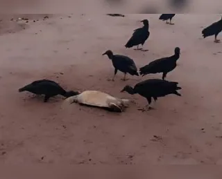 Tartarugas são encontradas mortas nas praias de Itapuã e Piatã