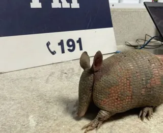 Tráfico de animais: polícia resgata tatu transportado em mochila