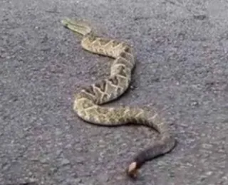 Vídeo: Cobra cascavel é flagrada passeando em Parque Nacional