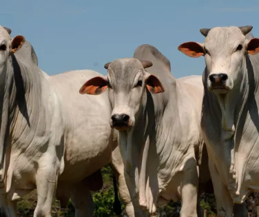 Brasil lança seu 1º aplicativo capaz de avaliar a fertilidade de bovinos - Imagem