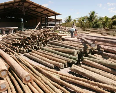 Plano Bahia Florestal articula ações para aumentar área cultivada