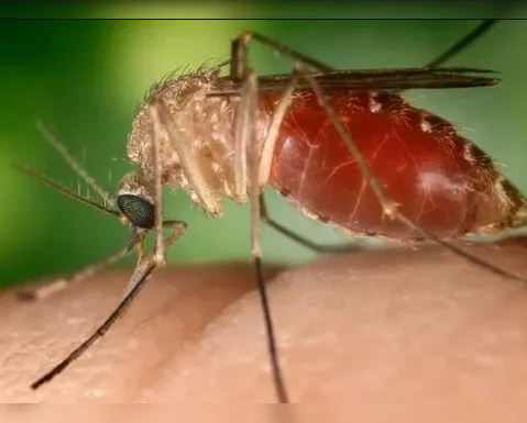 Ano de chuvas e novas doenças; veja como foi o 2024 na Bahia