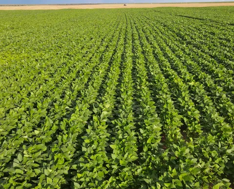 Plano na Bahia visa reduzir emissão de carbono na agropecuária - Imagem