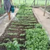 Liderança, inovação e credibilidade, a síntese das mulheres agro - Imagem