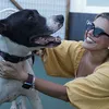 Tutores de animais podem ter direito a pensão - Imagem