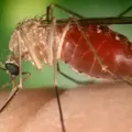 Bahia publica estudo sobre mortes por Febre Oropouche em periódico dos EUA imagem