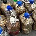 Homem compra carro com R$ 17 mil em moedas e desespera vendedores imagem