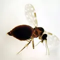 Saiba as diferenças entre o vetor da oropouche, pernilongo e Aedes imagem