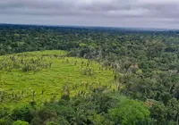 Alertas de desmatamento na Amazônia caem 10,6% em agosto