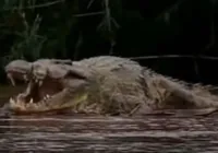 Assassino à prova de balas: crocodilo de '12 metros' aterroriza África