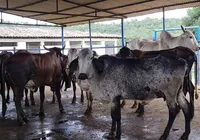 Associações querem ampliar variedade de raças de bovinos na Fenagro