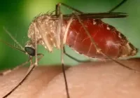 Bahia publica estudo sobre mortes por Febre Oropouche em periódico dos EUA imagem