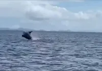 Baleia dá espetáculo na praia do Porto da Barra; assista