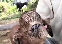 Cabra mutante de olhos colados deixa indianos convictos que acharam ET