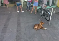 Cachorro fica 9 dias esperando pelo dono em unidade de saúde