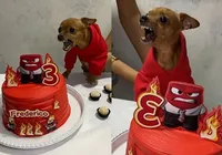 Cachorro ganha festa de aniversário de acordo com sua personalidade