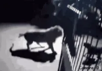 Cachorros não se intimidam e enfrentam dois leões; Veja vídeo