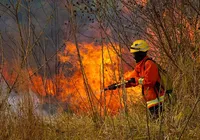 "Cenário é triste e desanimador", diz senadora sobre incêndios no Cerrado