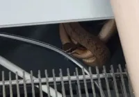Cobra é encontrada dentro de bebedouro em escola de Feira de Santana
